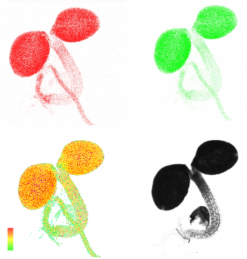 圖中紅色和綠色的部分顯示含有ATP蛋白感受器的3天大幼苗，在470 nm – 507 nm和526 nm – 545 nm波長下的影像。左下圖顯示了這紅綠影像之間的比率，代表了ATP的濃度（紅色代表高濃度，綠色代表低濃度）。右下圖顯示同一幼苗的白光圖像。 (圖片來源： Chia Pao Voon)